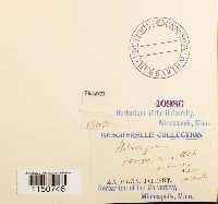 Philonotis fontana image