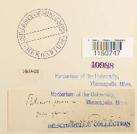 Philonotis fontana image