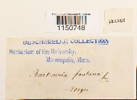 Philonotis fontana image