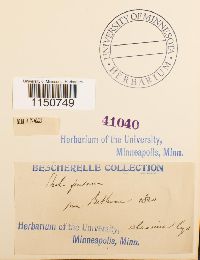 Philonotis fontana image