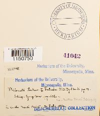 Philonotis fontana image