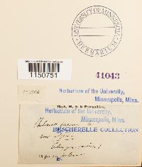 Philonotis fontana image