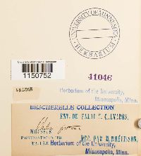 Philonotis fontana image