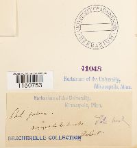 Philonotis fontana image