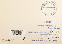 Philonotis fontana image