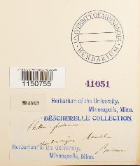 Philonotis fontana image