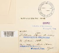 Philonotis fontana image