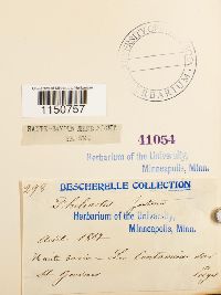 Philonotis fontana image