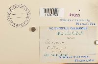 Philonotis fontana image