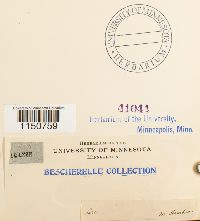 Philonotis fontana image