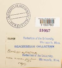 Philonotis fontana image