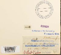 Philonotis fontana image