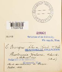 Philonotis fontana image