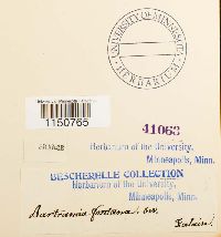 Philonotis fontana image