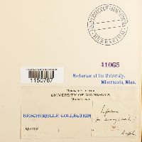 Philonotis fontana image