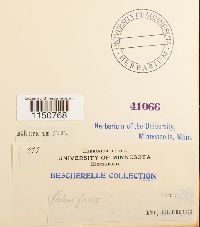 Philonotis fontana image