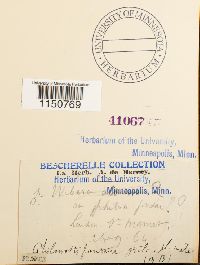 Philonotis fontana image