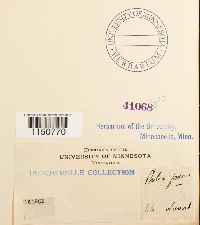 Philonotis fontana image