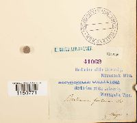 Philonotis fontana image