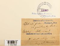 Philonotis fontana image