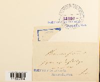 Philonotis fontana image