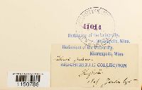 Philonotis fontana image