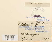 Philonotis fontana image