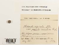 Philonotis fontana image