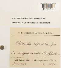 Philonotis fontana image