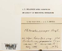 Philonotis fontana image