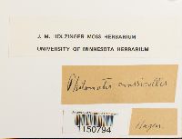 Philonotis fontana image