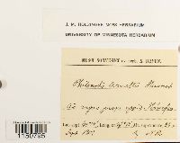 Philonotis fontana image