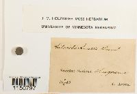 Philonotis fontana image