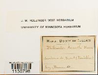 Philonotis fontana image