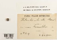 Philonotis fontana image