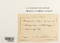 Philonotis fontana image