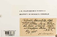 Philonotis fontana image