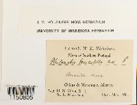 Philonotis fontana image