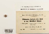 Media resource of Philonotis fontana