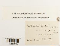 Philonotis fontana image