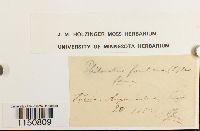 Philonotis fontana image