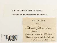 Philonotis fontana image