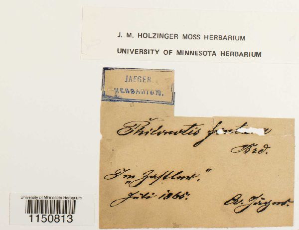 Philonotis fontana image