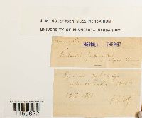 Philonotis fontana image