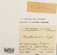 thumbnail image of current specimen