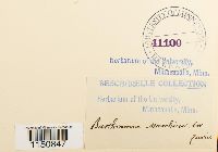 Philonotis marchica image