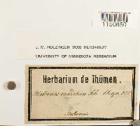 Philonotis marchica image