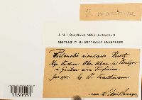 Philonotis marchica image