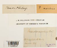 Philonotis marchica image