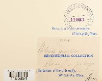 Philonotis marchica image